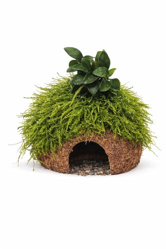 Fisch Höhle Kokos Höhle mit Anubia +Moos Brutstätte Garnelenbäumchen, ca. 7-8cm bepflanzt mit echten Tropica Wasserpflanzen