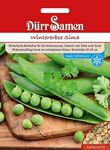 Dürr-Samen - Wintererbsen Sima Saatgut