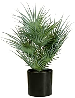 EUROPALMS Fächerpalme, Kunstpflanze, 55cm | Künstliche Junge Fächerpalme aus PE
