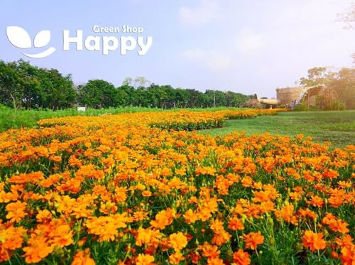 Cosmos Dwarf Orange Carpet 120 Seeds + Plant tag + Freebie - Cosmos sulphureus