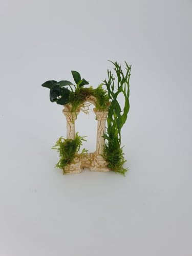 Garnelenbäumchen Polyresin Römischer Bogen klein ca. 7x12 cm mit echtem Farn,Anubias uns Moos bepflanzt