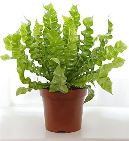 Asplenium Nidus 'Crispy Wave' - Birds Nest Fern - houseplant | Height 30 cm | Pot 12 cm | Easy Maintenance