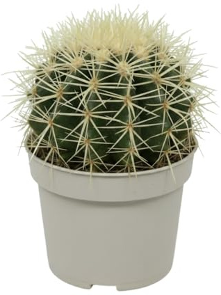 DECOALIVE Cactus Bola de Oro Kroenleinia Grusonii para Hogar Maceta 10 cm Altura 10-12 cm