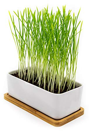 Pfotenolymp® Premium Katzengrasschale/Katzengras Set - Katzengras Schale aus Keramik - Pflanzset fertig mit Samen, Erde und Topf für Katzen - mit Keramikschale - DIY