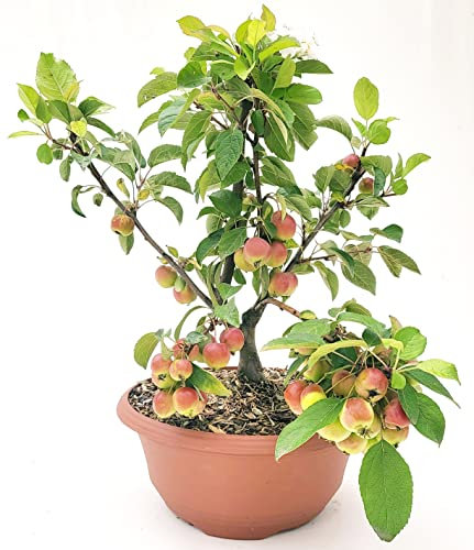 POWERS TO FLOWERS - BONSAI DI MELO, MELO BONSAI CON FRUTTI, CIOTOLA VASO 30CM DIAMETRO, pianta vera