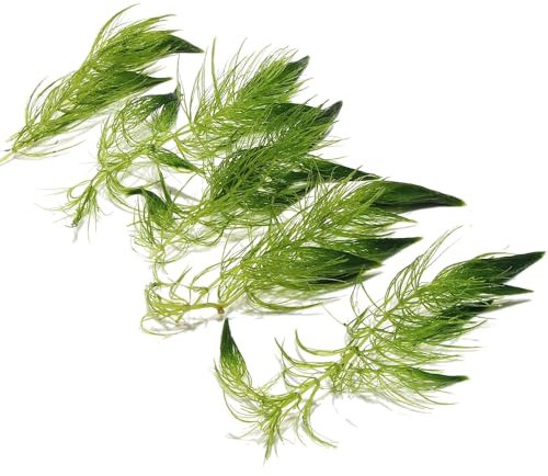 K2AQUA 5 x Ceratophyllum Demersum Hornwort Live Aquatic Plant for Aquarium Fish Tank Pond Oxygenating Fast Growing Freshwater Easy Care Lush Green Decoration Natural Habitat