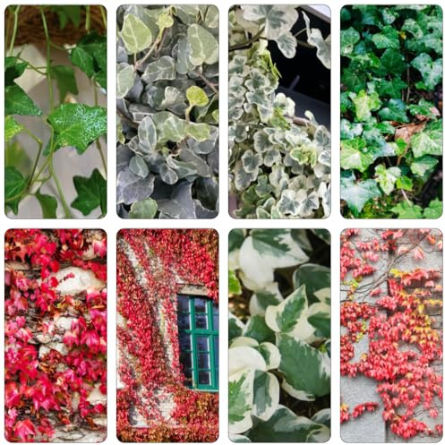 semillas hiedra de jardín de rocas reverdecimiento tejados decoración perennes resistentes jardín balcón resistentes decoración oficina en 300pcs