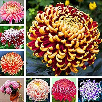 . 100 Pcs Mixed Chrysanthemum Flower, Perennis Indoor Plants, Chrysanthemum, Planting is Simple, Budding Rate of 95% : Mix
