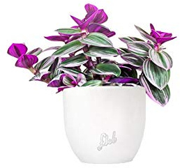 Tradescantia Nanouk Altezza 30 cm, Pianta Vera, Pianta da Interno, Vaso Artigianale in Terracotta - Bianco Perlato