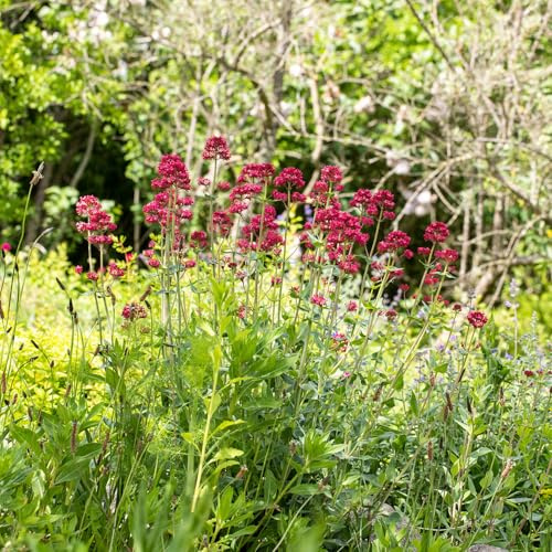 GARTEN SCHLÜTER® Spornblume - Centranthus ruber Coccineus | 1 Pflanze im Topfballen