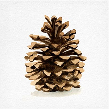 Trademark Fine Art 'Conifer Cone I' Canvas Art by Emma Caroline 18x18