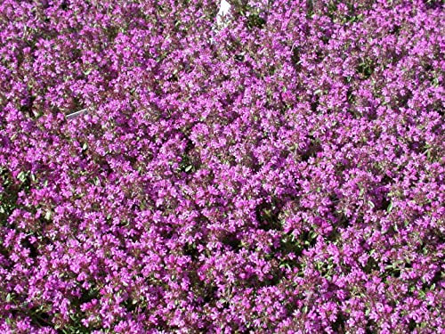 Thymus serpyllum 9x9 cm Topf – Winterhart, Mehrjährig, Pflegeleicht – Sand-Thymian – Bodendecker für Steingarten & Beet