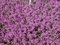 Thymus serpyllum 9x9 cm Topf – Winterhart, Mehrjährig, Pflegeleicht – Sand-Thymian – Bodendecker für Steingarten & Beet