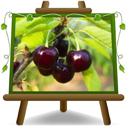 EURO PLANTS VIVAI Ciliegio Acido Visciola di Ciociara Pianta da Frutto su Vaso da 24/26 cm Altezza 160-180 cm - 4 Anni