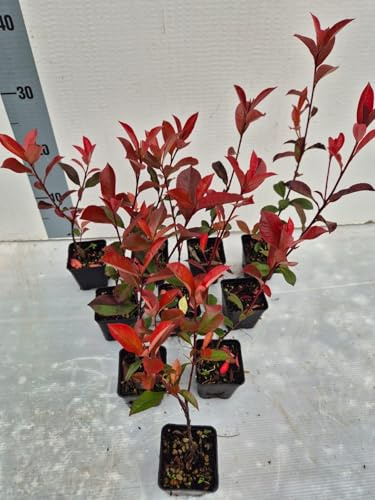 10 Piante vere di Photinia compatta, Vaso 7 cm - Ideale per Siepi e Giardini - Foto Reali - Giulian Giovani Piante
