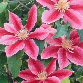 Clematis Dr. Ruppel 60–100 cm, 2L – Winterhart, Mehrjährig – Waldrebe – Kletterpflanze für Pergola & Rankhilfe