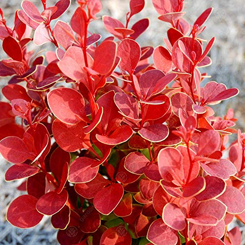 Berberis thunbergii 'Orange Rocket' Japanese Barberry Hardy Shrub Plant in Pot (9cm Pot, 15-30cm)