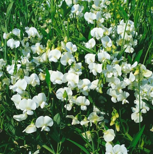 Lathyrus latifolius 'Weiß' 9x9 cm Topf – Winterhart, Mehrjährig, Pflegeleicht – Staudenwicke – Kletterpflanze für Pergola & Rankhilfe