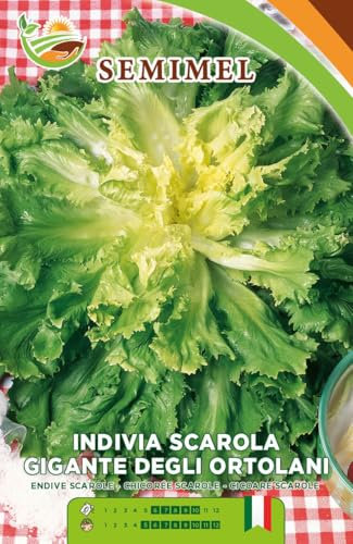 Indivia Scarola Gigante degli Ortolani - Semi di Indivia con Cespi Voluminosi, Foglie Carnose, Cuore Pieno, Resistente al Freddo 2 confezioni