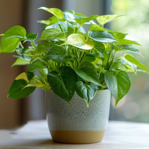 Pothos interno - semi decorazione edera pendente perenne resistente resistente per giardino di ufficio balcone - Serie Rara - balcone 350 pezzi