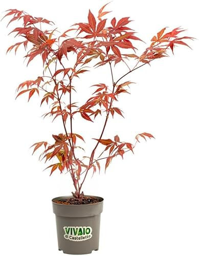 Acero rosso giapponese Acero palmatum Momiji pianta a cespuglio in vaso 2 litri Vivaio di Castelletto