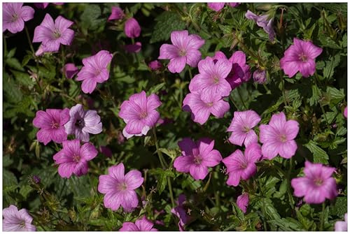 Stauden Gänge 1 x Geranium endressii 'Wargrave Pink' winterhart | Pinker Bodendecker für Sonne bis Halbschatten, Blüte Mai bis Oktober, mehrjährig, 9x9 cm Topf