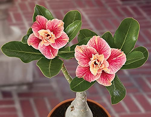 Bulbo rosa del desierto.Rosa del desierto planta natural.Flores perennes resistentes.Adenium obesum planta.A granel.（NVNJHJN）.-1 bulbos-A