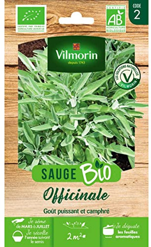 Sachet graines Sauge Officinale BIO - Salvia officinalis