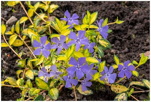 Stauden Gänge 10 x Vinca minor 'Imagine' Buntes Blaues Kleines Immergrün | Kleines Immergrün – winterharter, immergrüner Bodendecker für Sonne bis Schatten, mehrjährig, 9x9 cm Topf