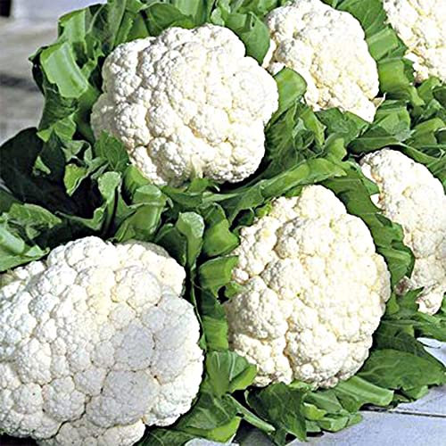 Cauliflower Seeds – All Year Round – Fresh Tasty Vegetable – for Your Beautiful Garden