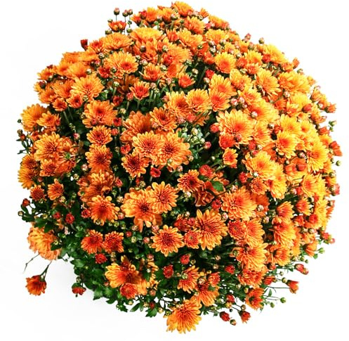 Bedwen Chrysanthemum 'Bransound Dark Orange' 9cm Plant x2 – Burnt Orange Garden Mum for Autumn Pots, Seasonal Displays & Warm Late Colour