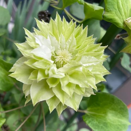 clematissamen - stauden winterhart mehrjährig clematis florida - balkonpflanzen schnellwachsende kletterpflanzen blumendeko gartendeko für draußen 400pcs