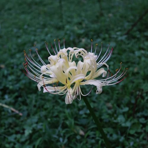 giglio ragno, giglio di sangue - in vaso lycoris radiata da giardino e da appartamento forniture giardino dito 3bulbi