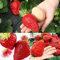 Generic Semi di fragola gigante, 300 pezzi Semi di fragola gigante Giardino Cortile Fattoria Delizioso balcone Bonsai Decor Semi di Fragola Gigante