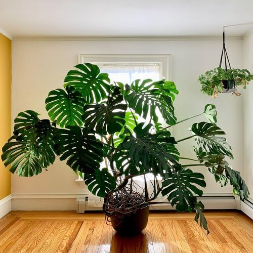 Fresh Monstera Plant Seeds 50pcs Green