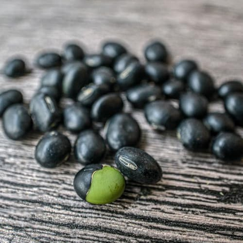 semillas de frijol negro de invierno jardín semillas medicinales balcón resistentes, resistentes al invierno orgánicas 300pcs