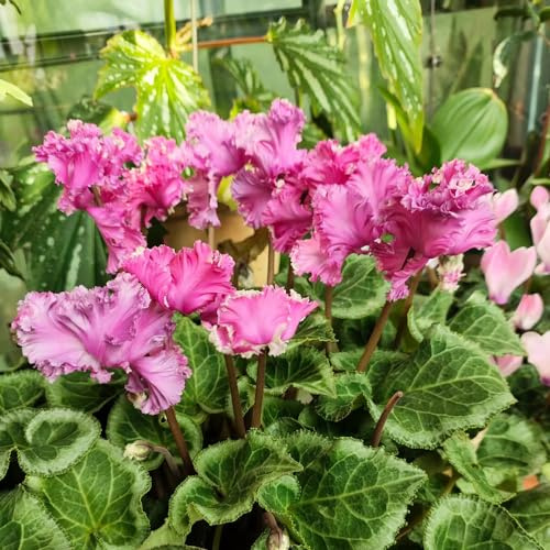 Semi di ciclamino - decorazioni giardino per esterni tappezzanti in vaso rialzata giardino rampicanti balcone con interna 35pcs
