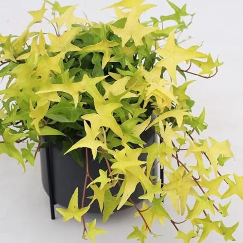 edera - pothos rampicanti resistenti giardino resistenti decorazione a vite giungla bonsai rampicanti giardino roccioso balcone in vaso Decorazioni per 250semi
