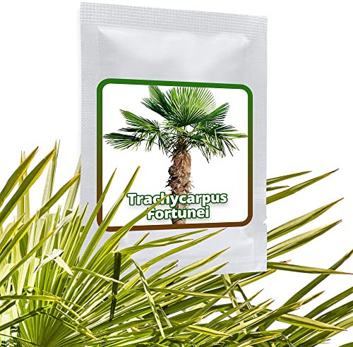 10 pcs Windmill Palm/Chusan Palm Seeds/Trachycarpus fortunei/UK Hardy