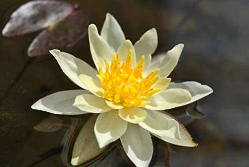 Nymphaea x cult. 'Marliacea Chromatella' 11x11 cm Topf – Winterhart, Mehrjährig, Pflegeleicht – Seerose – Teichpflanze für Gartenteich & Wasserbecken