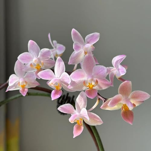 30 Pc Semi Di Phalaenopsis - Orchidea Farfalla - Decorazione Da Giardino Per Esterno, Piante Da Balcone Comprare Semi Di Orchidea, Fiori Di Campo Fiori Da Balcone, Semi Di Fiori Recisi