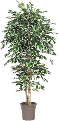 artplants.de Ficus Benjamini Levanta i plast, grön-vit, 125 cm