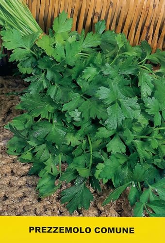 Semi di Prezzemolo Comune - Varietà Profumata e Precoce - 4 g (circa 2000 Semi) - Rustico e Resistente al Gelo - Ideale per Orto, Vaso e Balcone