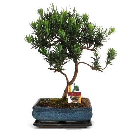 Exotenherz - Bonsai Steineibe - Podocarpus macrophyllus - ca. 12-15 Jahre