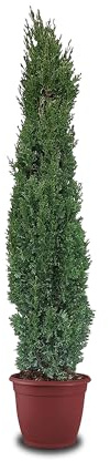 Tropictrees Italienische Zypresse Winterhart, Cupressus Sempervirens Totem160 cm Höhe, Schlanke Immergrüne Koniferen-Zypressen, Strauch Bäume für Garten und Einfahrt