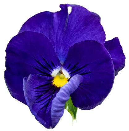 Pansy Plants, 'Blue Blotch', 20 x Full Plant Pack, Bedding Plants, Pansies, Garden Flowers, Flowering, Garden Ready and Ready to Plant, Premium Quality Flowers
