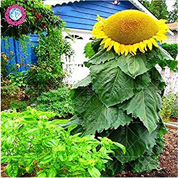 40 pezzi semi di Girasole Gigante, giganti grandi semi di Fiori, semi di qualità superiore per le piante da giardino di casa Della famiglia deliziosi spuntini seme annuus