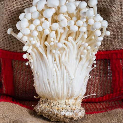 150 pcs Enoki Pilze Mushroom Samen, küchenkräuter bio saatgut, Enoki Pilze Selber Züchten, balkon gemüse samen, pflanzen balkon samen gemüse, indoor garden kräuterbeet, winterharte