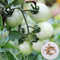Bianco Pomodoro ciliegino semi di verdure per il giardino domestico di 100Pcs / pack