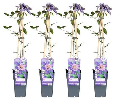4 x – Klematis Multi blå – 65 cm – Ø15